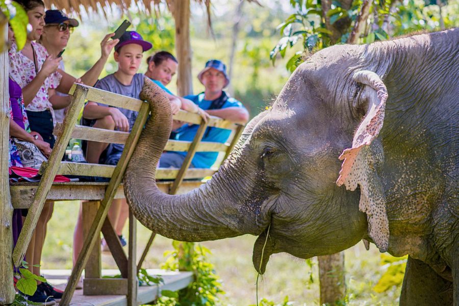 Phuket elephant sanctuary tour