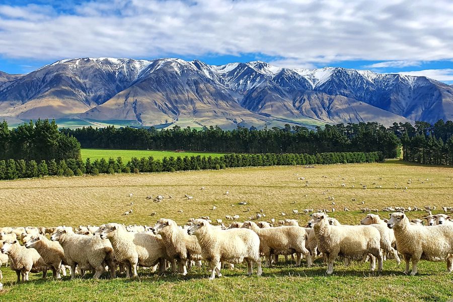 Sheep farming in New Zealand
