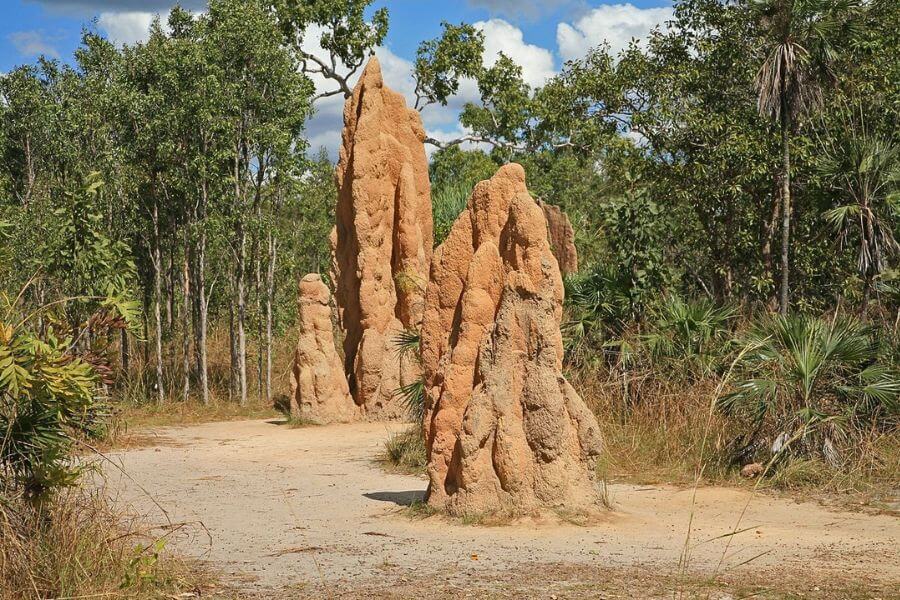 Magnetic termite mounds in Litchfield National Park