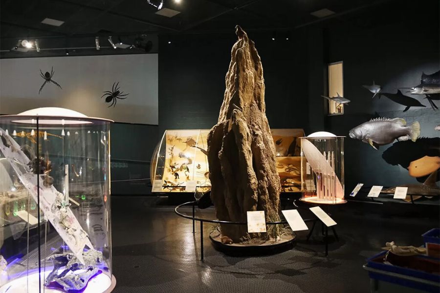 Museum and Art Gallery of the Northern Territory exhibition in Darwin