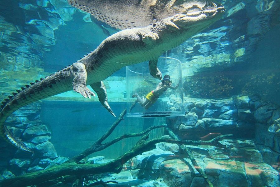 Saltwater crocodile at Crocosaurus Cove in Darwin