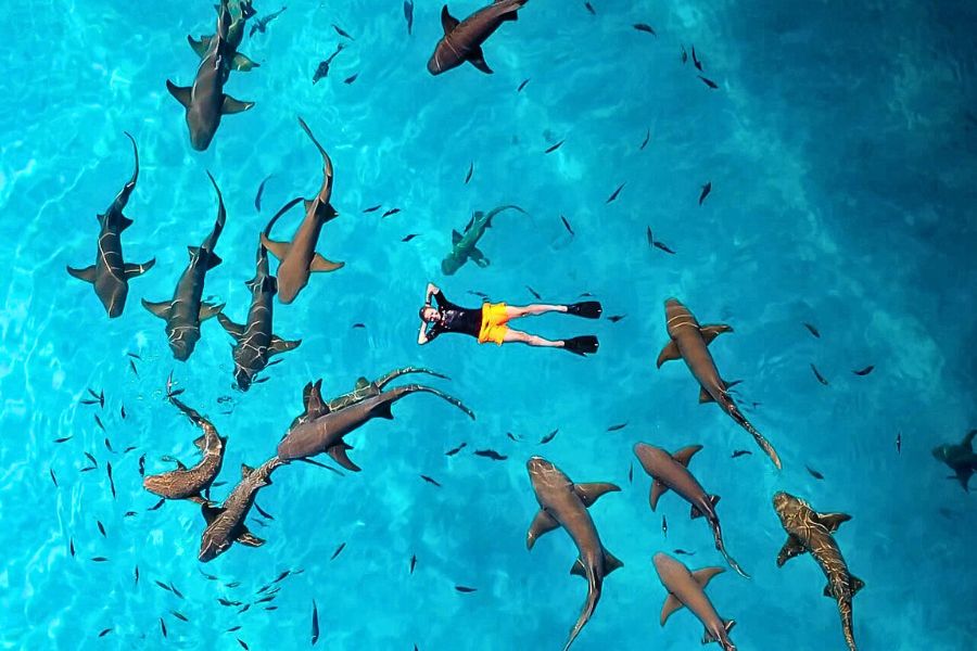 Snorkeling with sharks in the Maldives