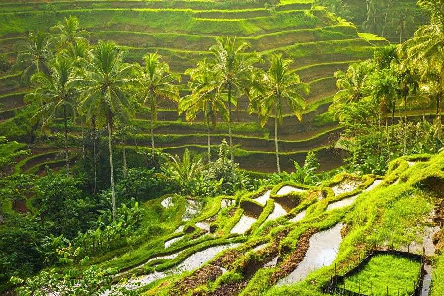 Tegalalang Rice Terrace Tegalalang Rice Terrace
