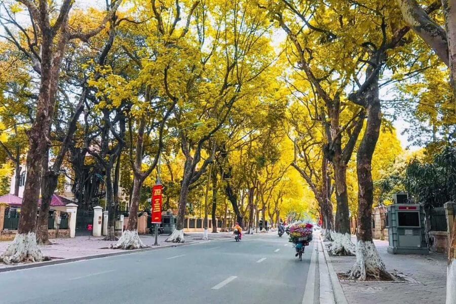 Tree-lined street in Hanoi in October