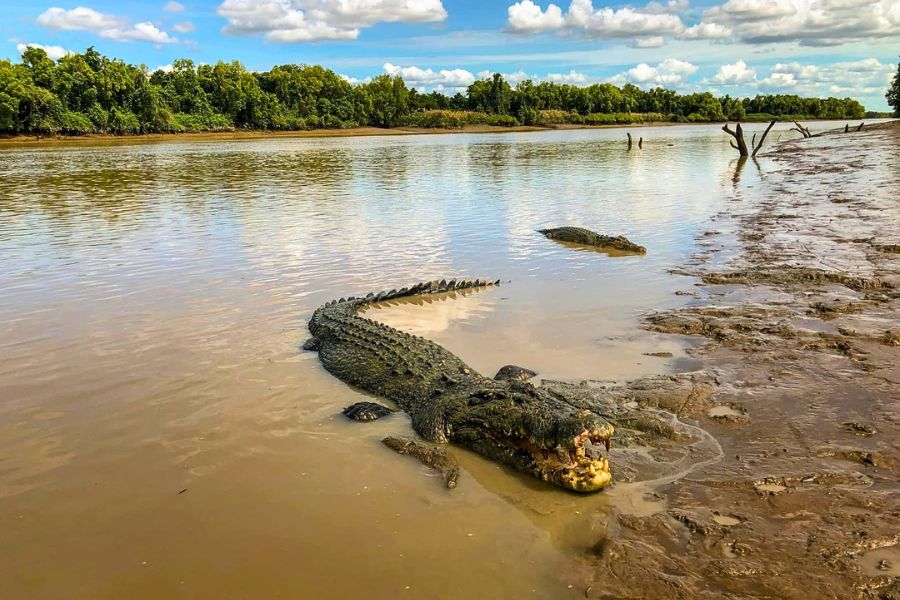 Wild saltwater crocodile swimming in the Adelaide River