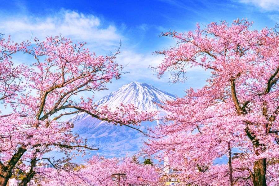 Cherry blossom in Japan