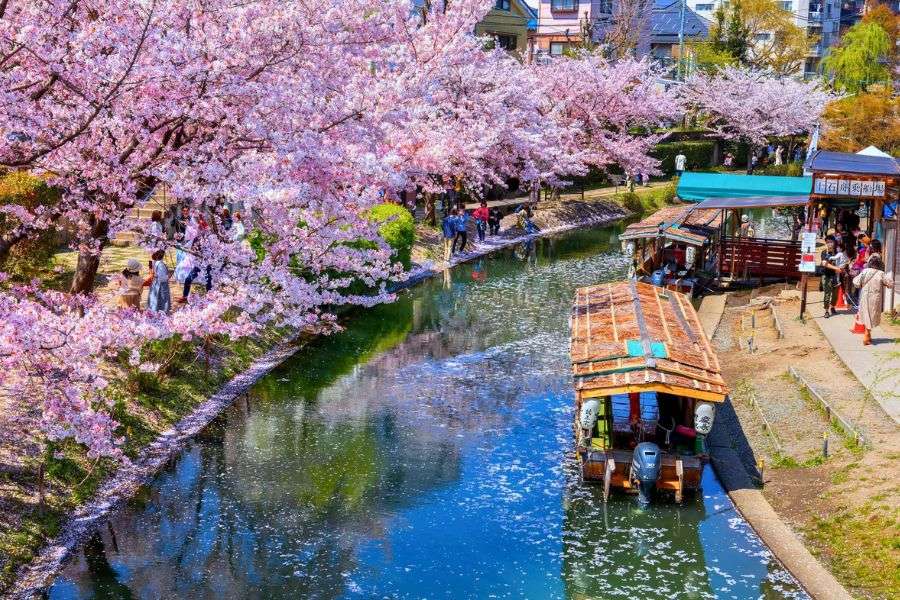 Cherry blossom sightseeing in Japan