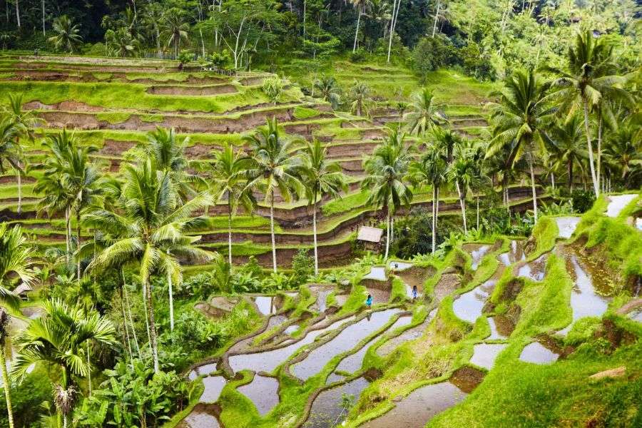 Green rice fields in Bali