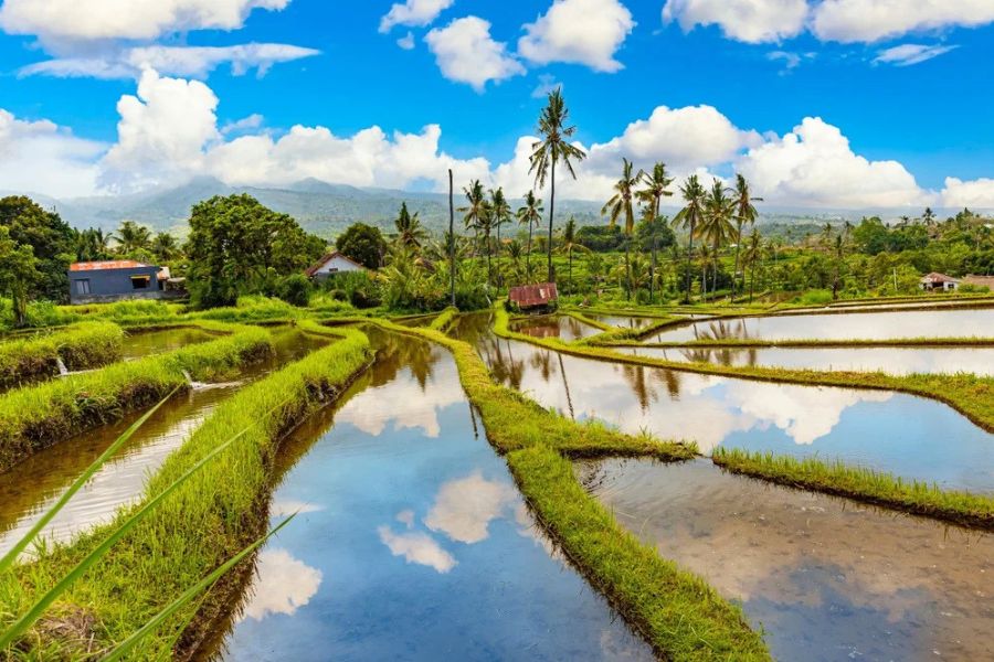 Green rice terraces in Bali