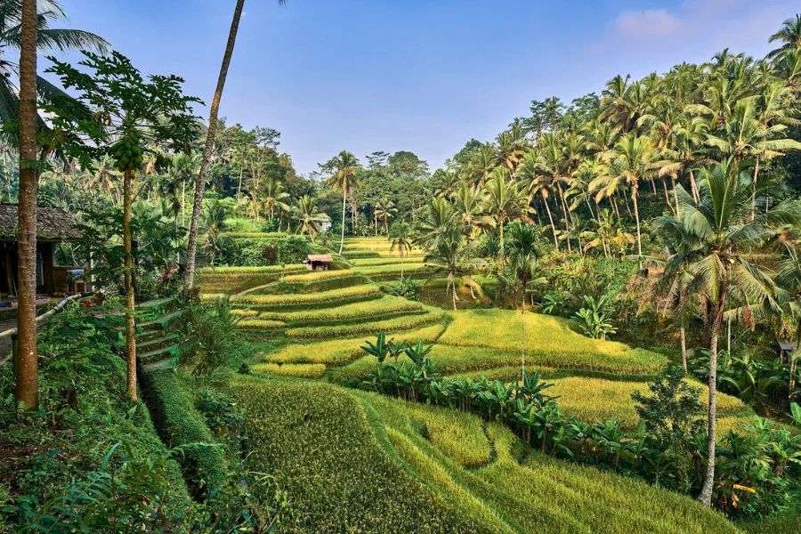 Green rice terraces in Bali