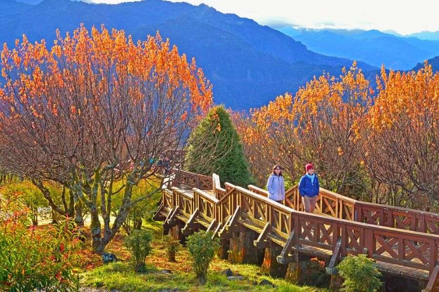 Alishan autumn foliage