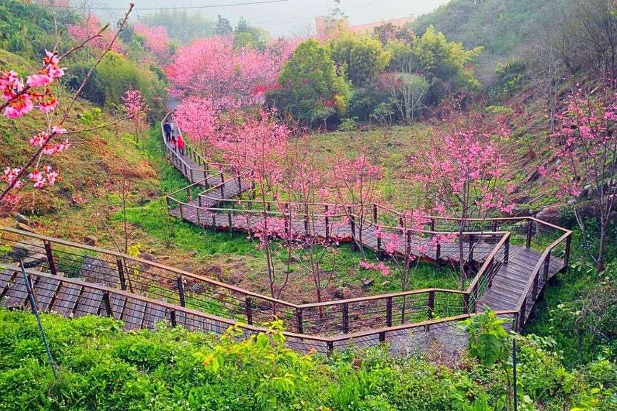 Alishan cherry blossoms in Taiwan