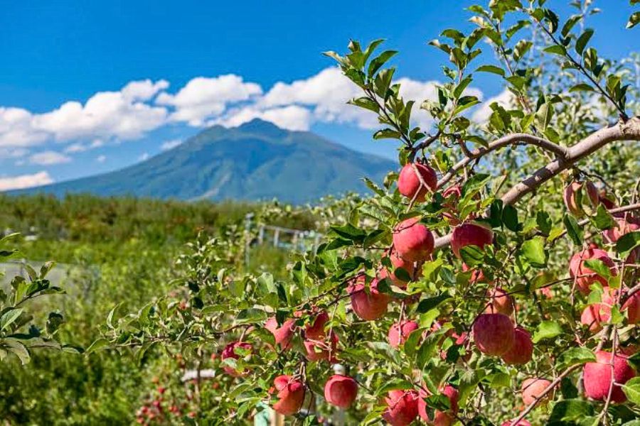 Aomori apples