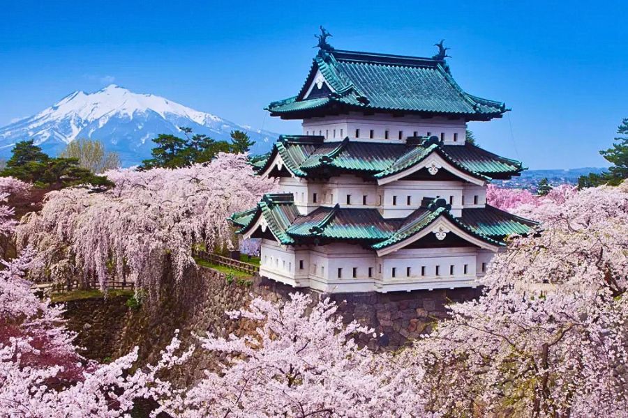 Aomori cherry blossoms