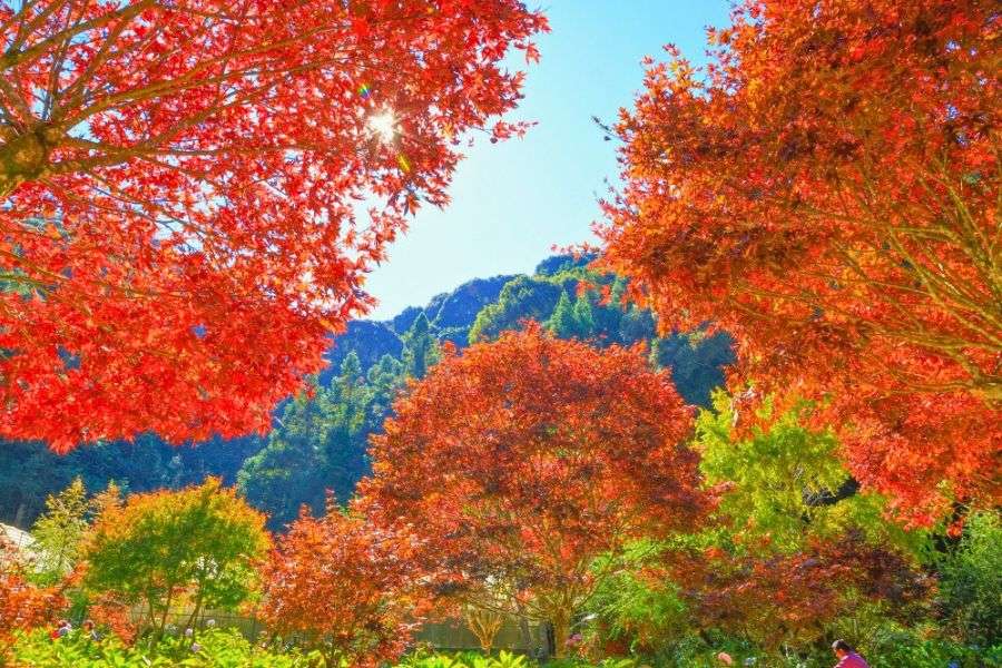 Aowanda autumn foliage