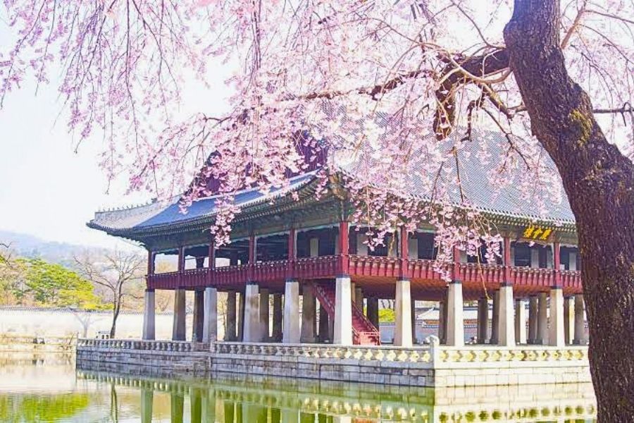 Changgyeonggung cherry blossoms