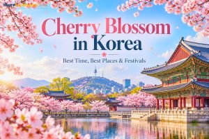 Cherry Blossom in Korea - Best Time, Best Places & Festivals