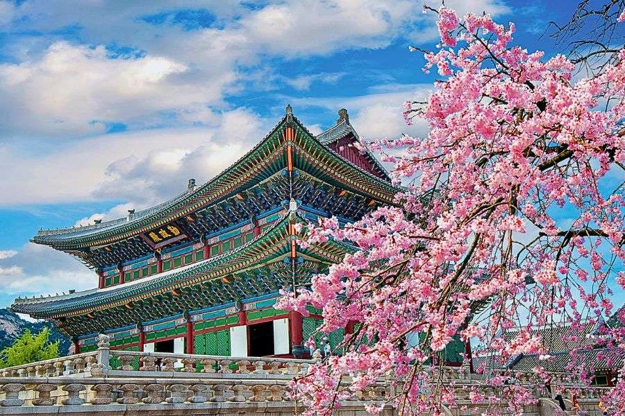 Cherry blossom season in Korea