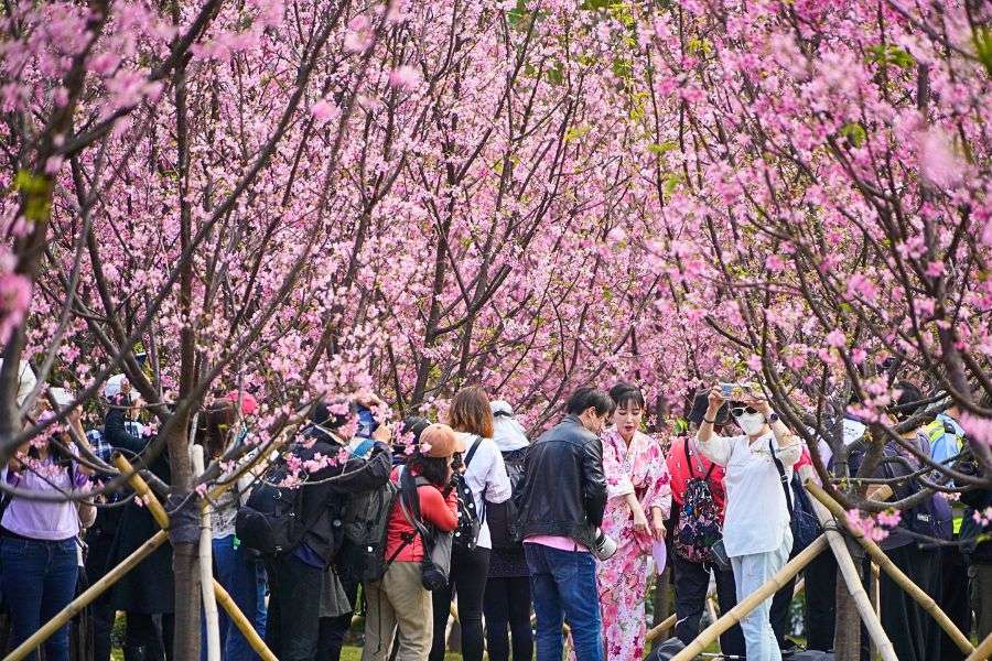 Cherry blossom viewing Hong Kong