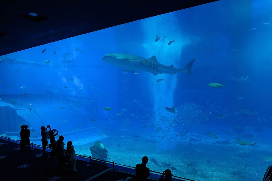 Churaumi Aquarium Kuroshio tank