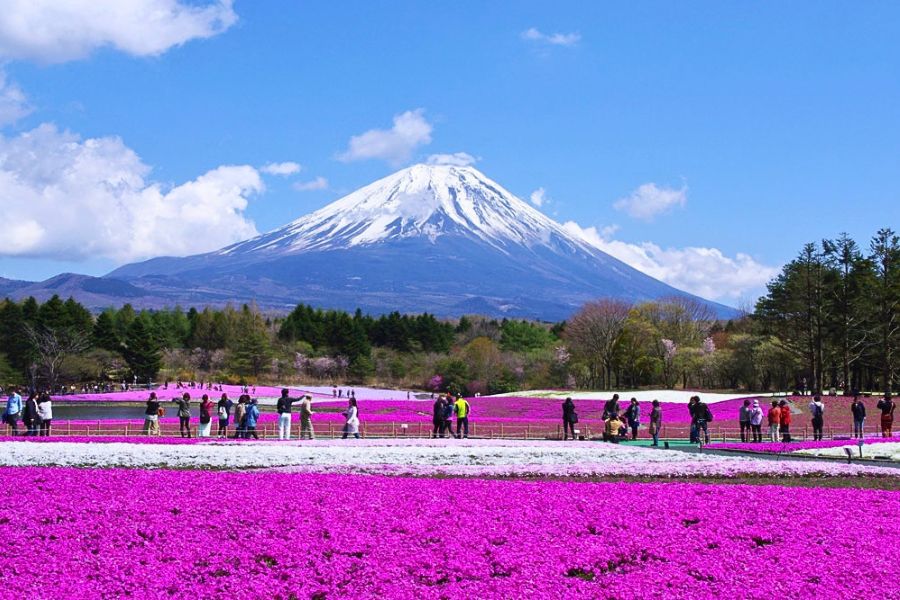 Fuji Shibazakura Festival