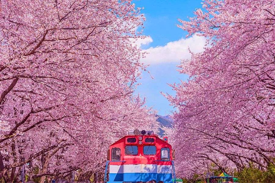 Gyeonghwa Station cherry blossoms