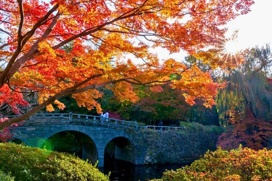 Gyeongju autumn foliage