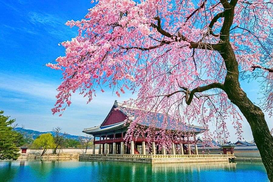 Gyeongju cherry blossoms