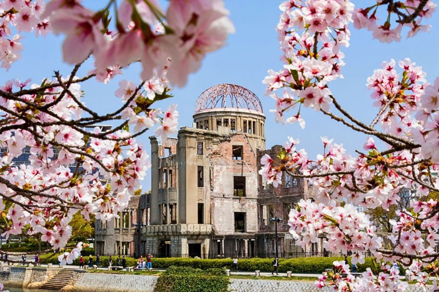 Hiroshima cherry blossoms
