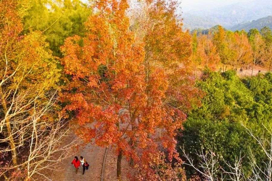 Hong Kong autumn garden