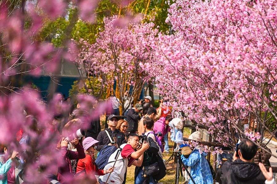 Hong Kong cherry blossom crowds