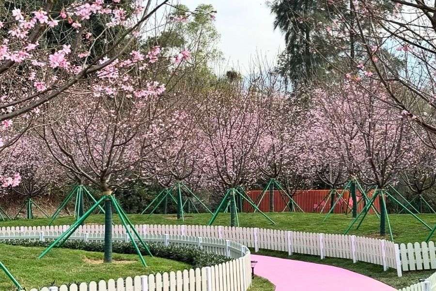 Hong Kong cherry blossom park