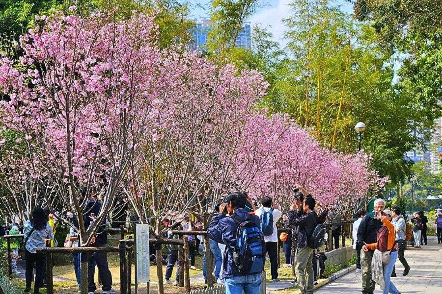 Hong Kong cherry blossom walkway
