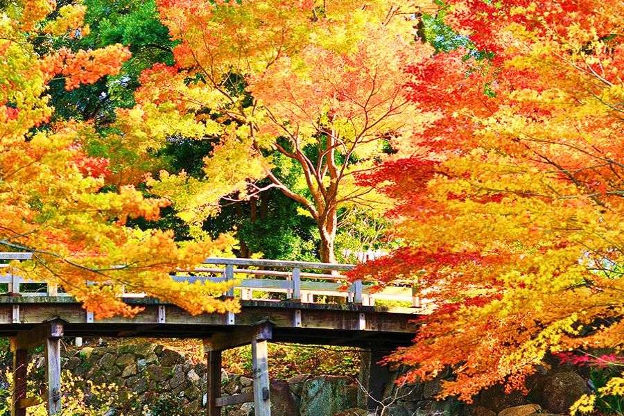 Japan fall foliage