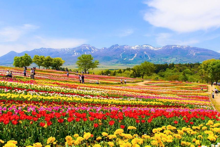 Japan tulips in April
