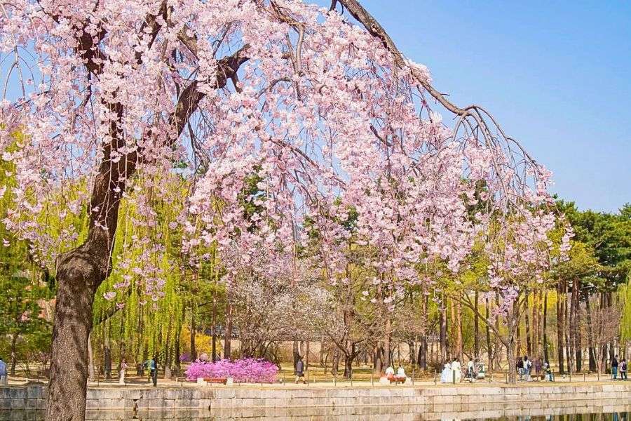 Jeju cherry blossom road