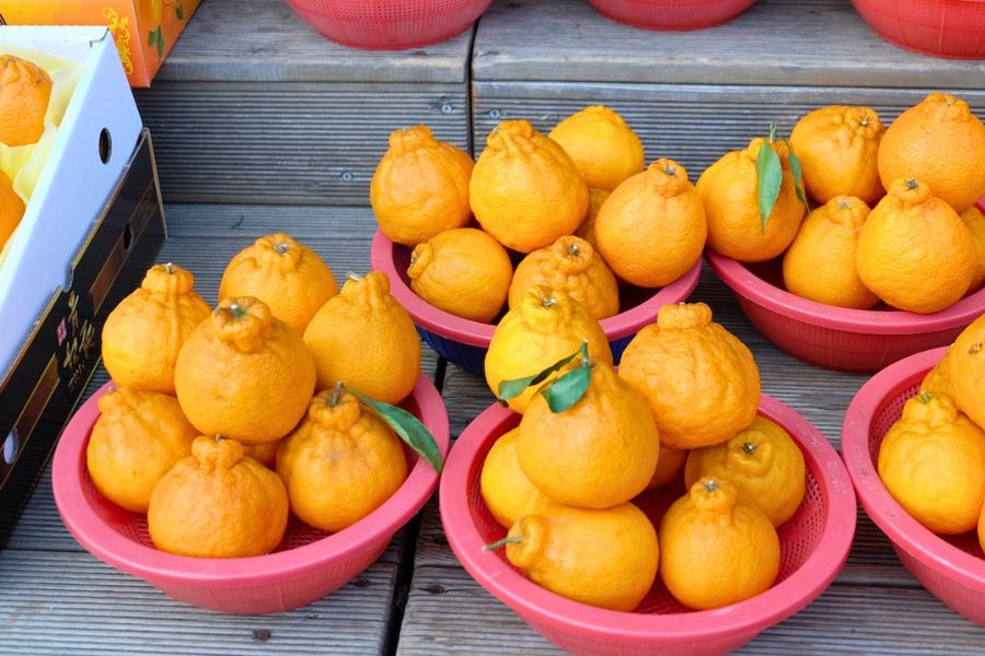 Jeju tangerines citrus fruit