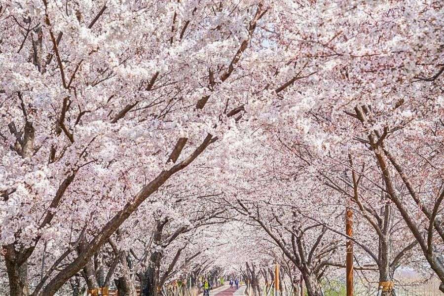 Jinhae cherry blossoms