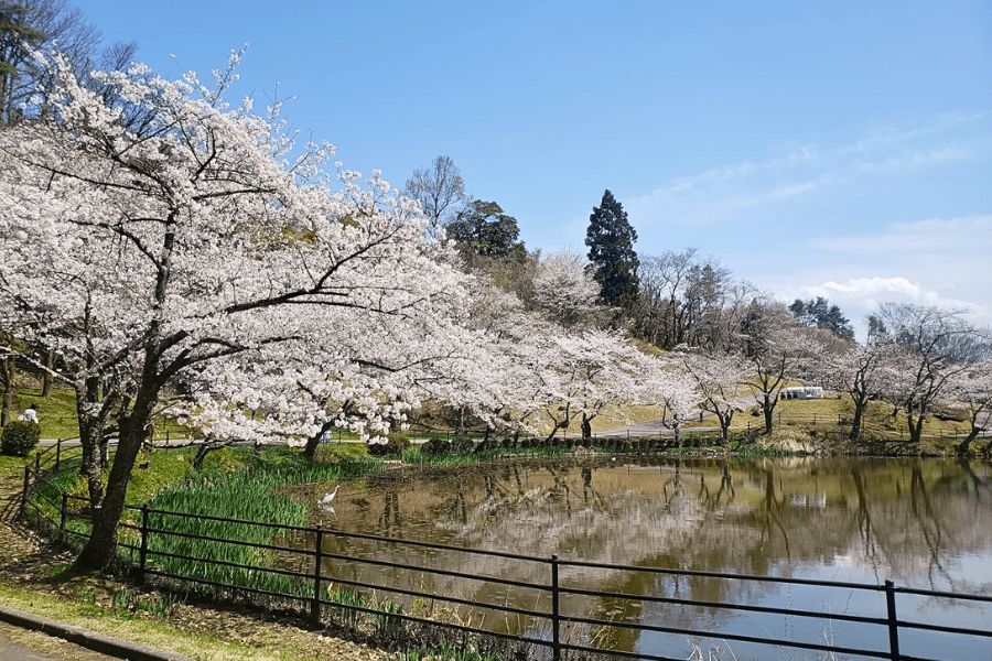 Kanazawa cherry blossoms