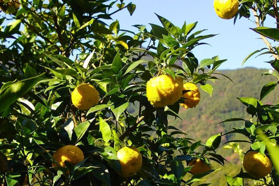 Kochi yuzu