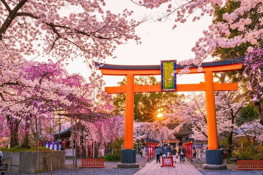 Kyoto cherry blossoms