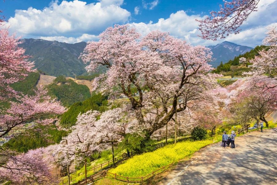 Makino Botanical Garden