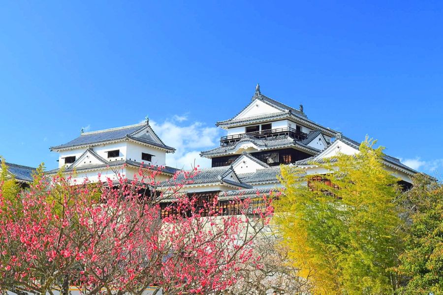 Matsuyama Castle spring scenery
