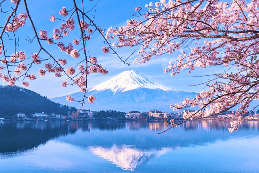 Mount Fuji cherry blossoms