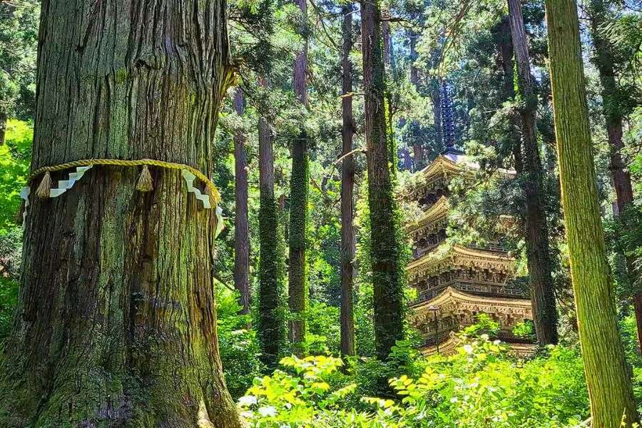 Mt Haguro cedar forest