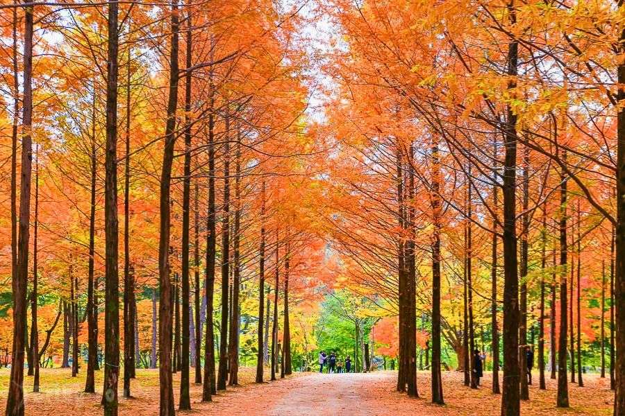 Nami Island in autumn