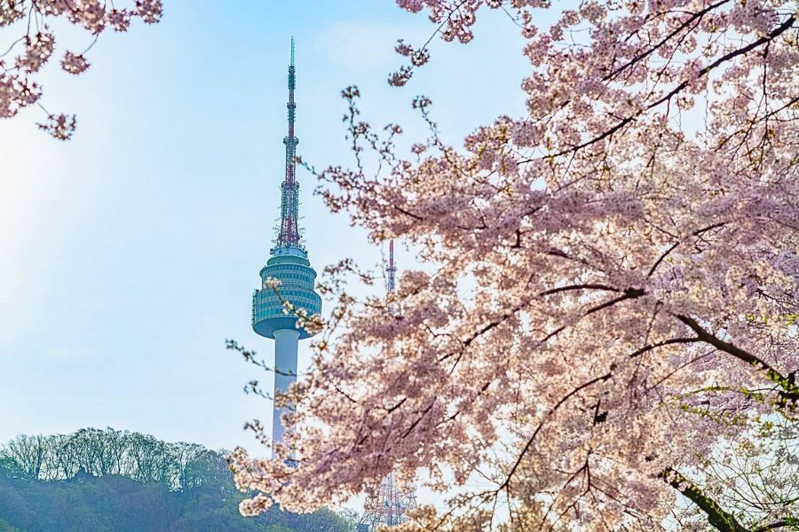 Namsan cherry blossoms