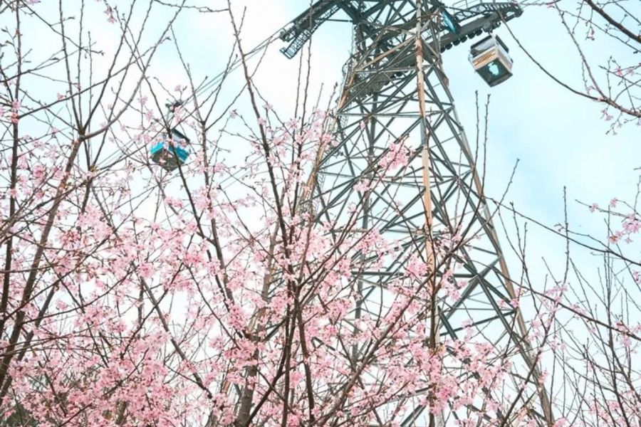 Ngong Ping 360 cherry blossoms
