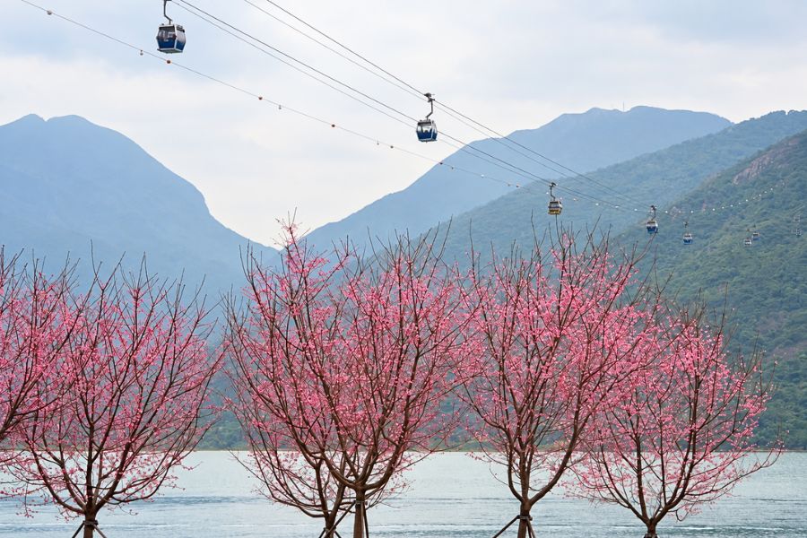 Ngong Ping cherry blossoms cable car