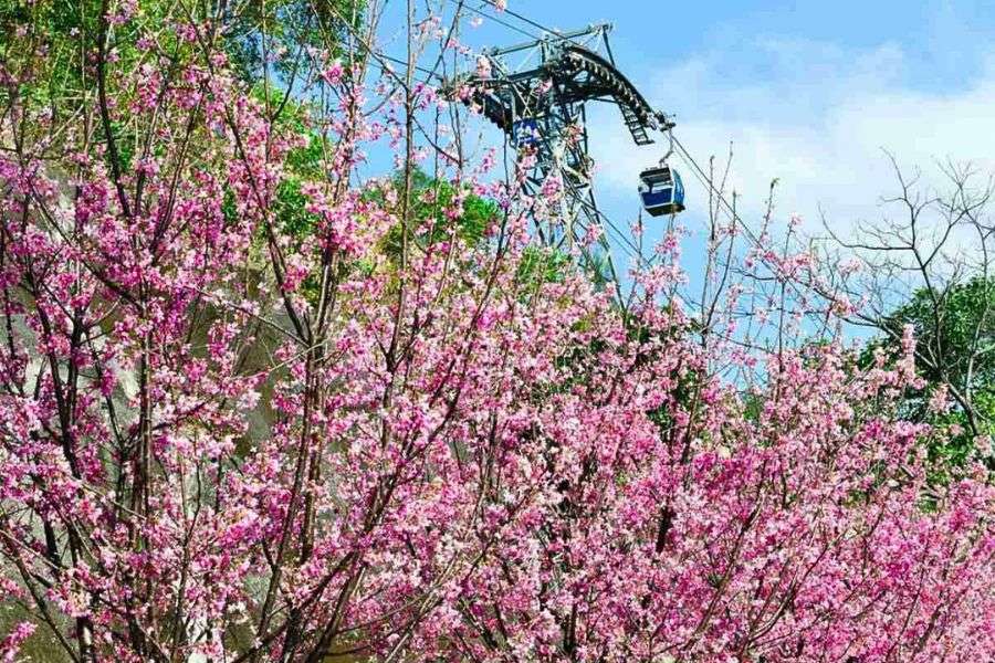 Ngong Ping cherry blossoms